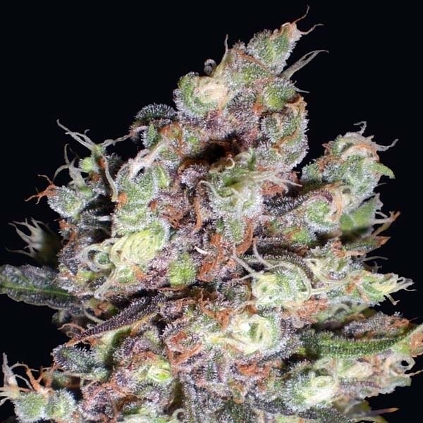 cotton-candy
